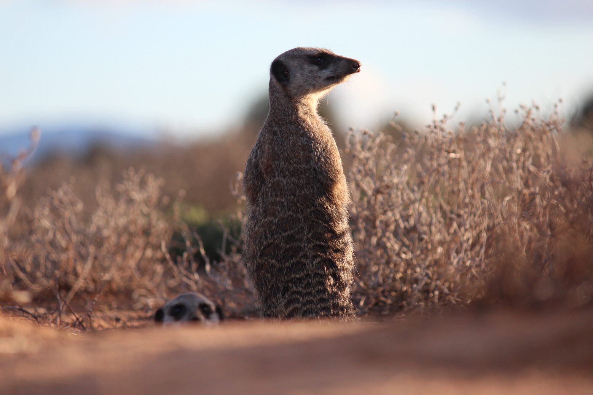Dawn game drive — the wild half of a golf safari day