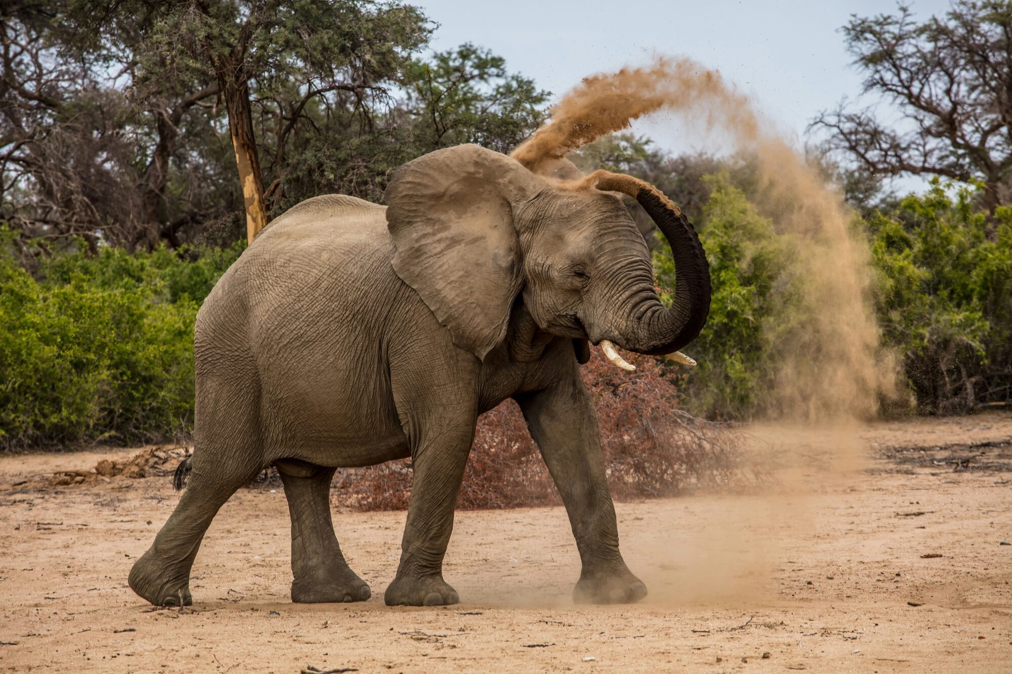 Desert-adapted elephants walking a dry Damaraland riverbed