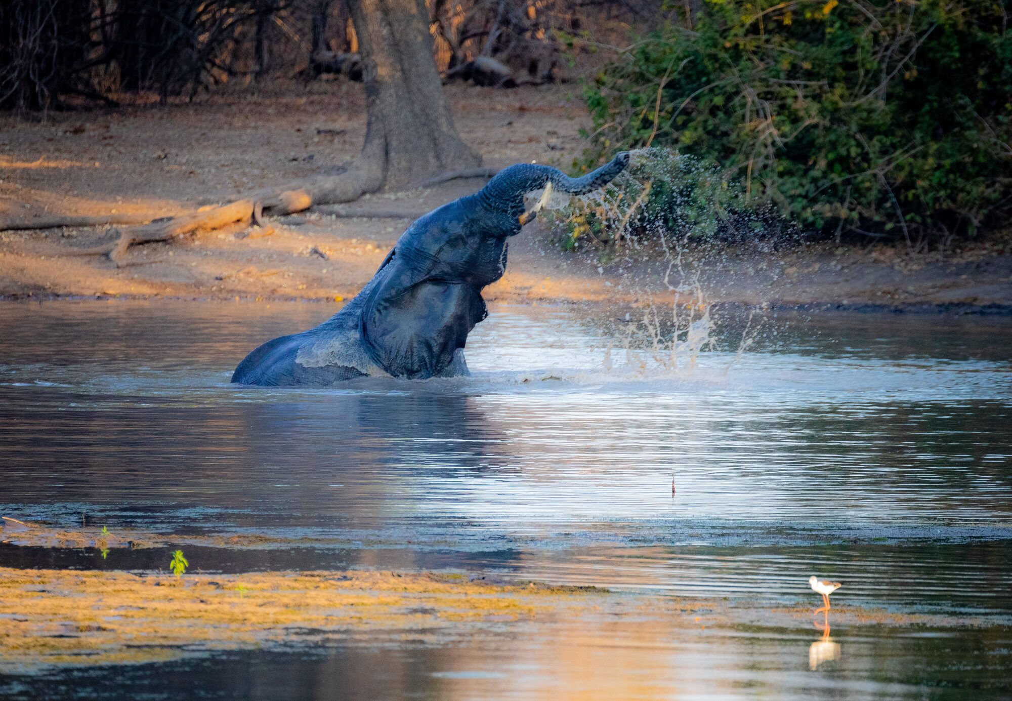 Elephant herd at a Hwange waterhole at dusk