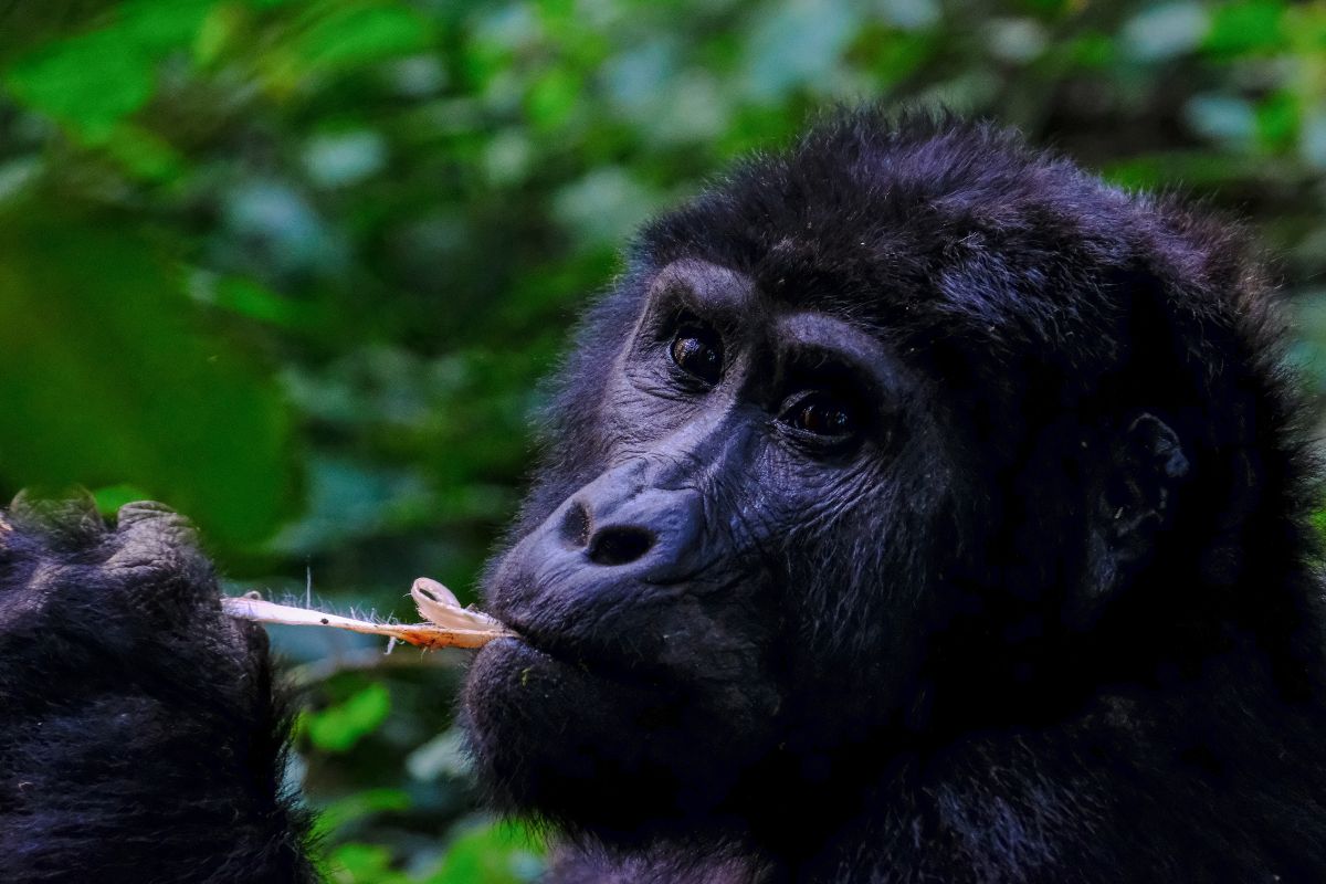 Mountain gorilla trek Rwanda Best of Africa