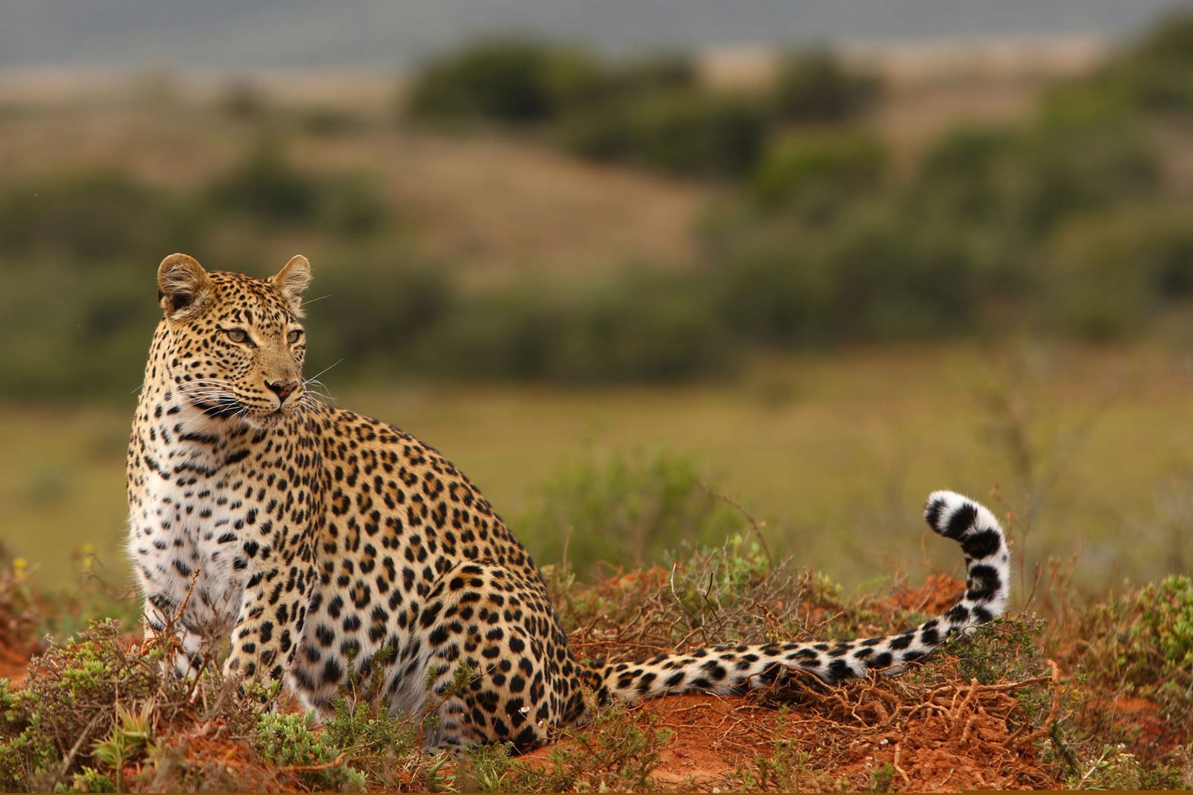 Private charter flight into Shamwari Game Reserve