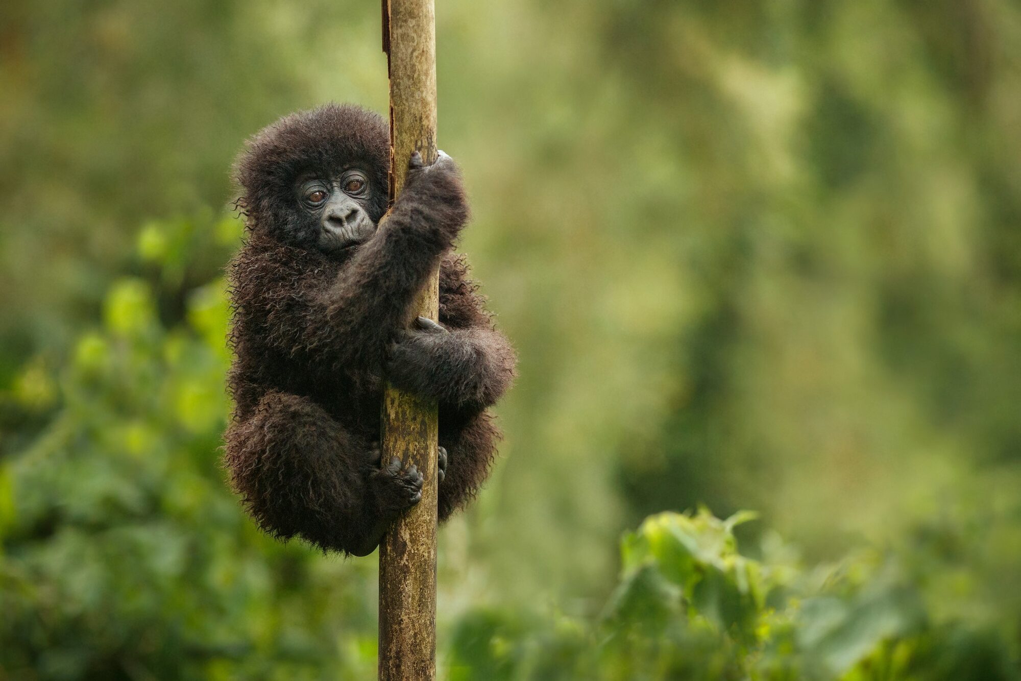 Mountain gorilla in Volcanoes National Park on the Gorillas and Fairways hosted golf safari