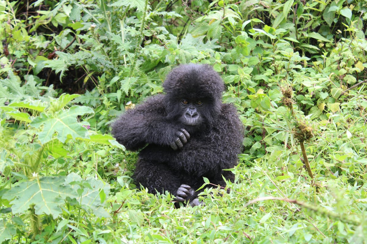 Mountain gorilla encounter Volcanoes National Park