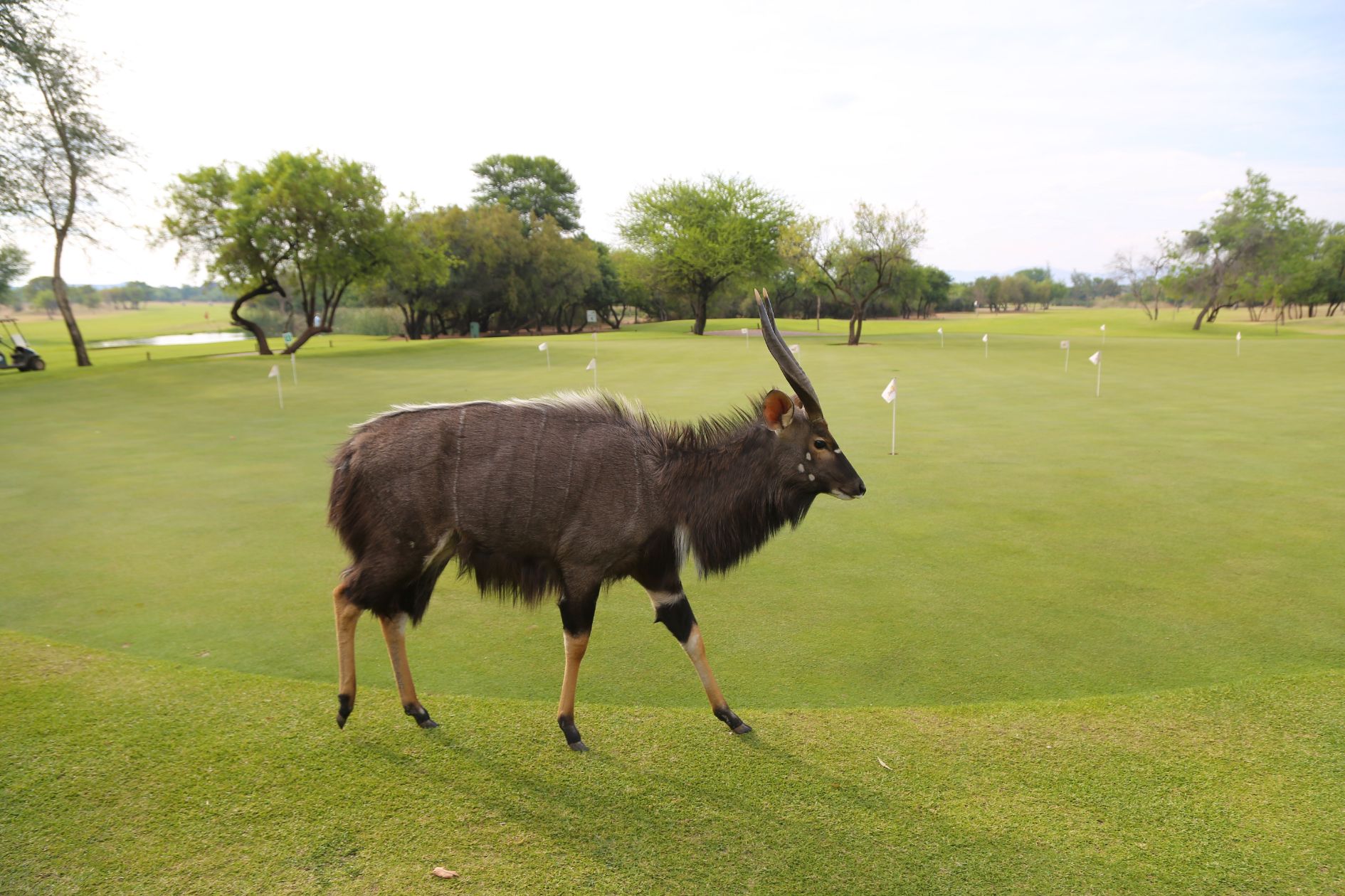 Zebula Golf Estate and Spa Limpopo