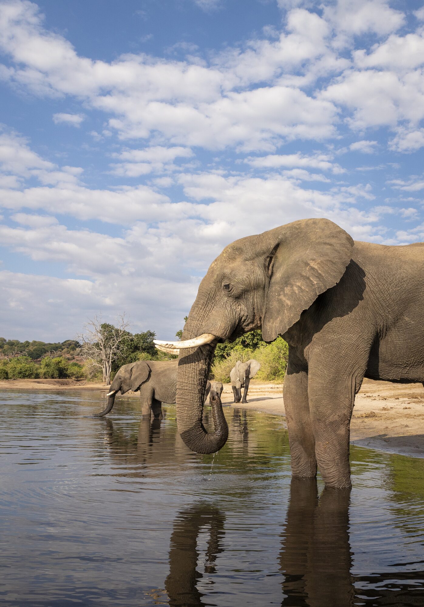 Elephants crossing the Chobe River at dusk on the Vines, Falls and Chobe departure