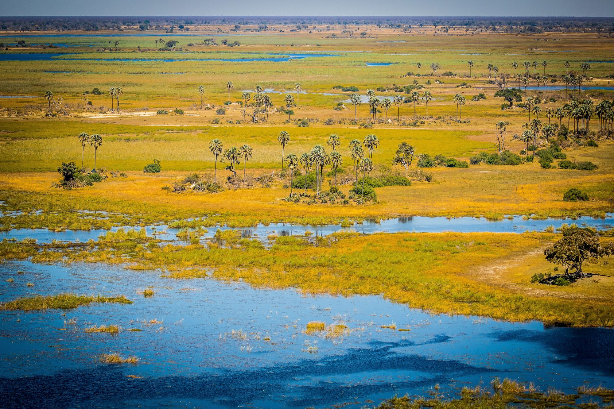 Mokoro gliding through Delta reeds