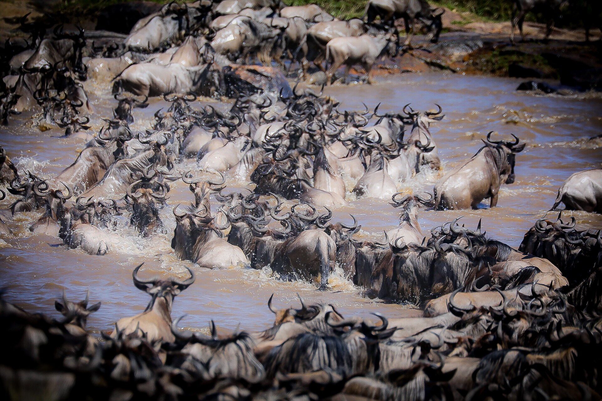 Wildebeest crossing the Mara River