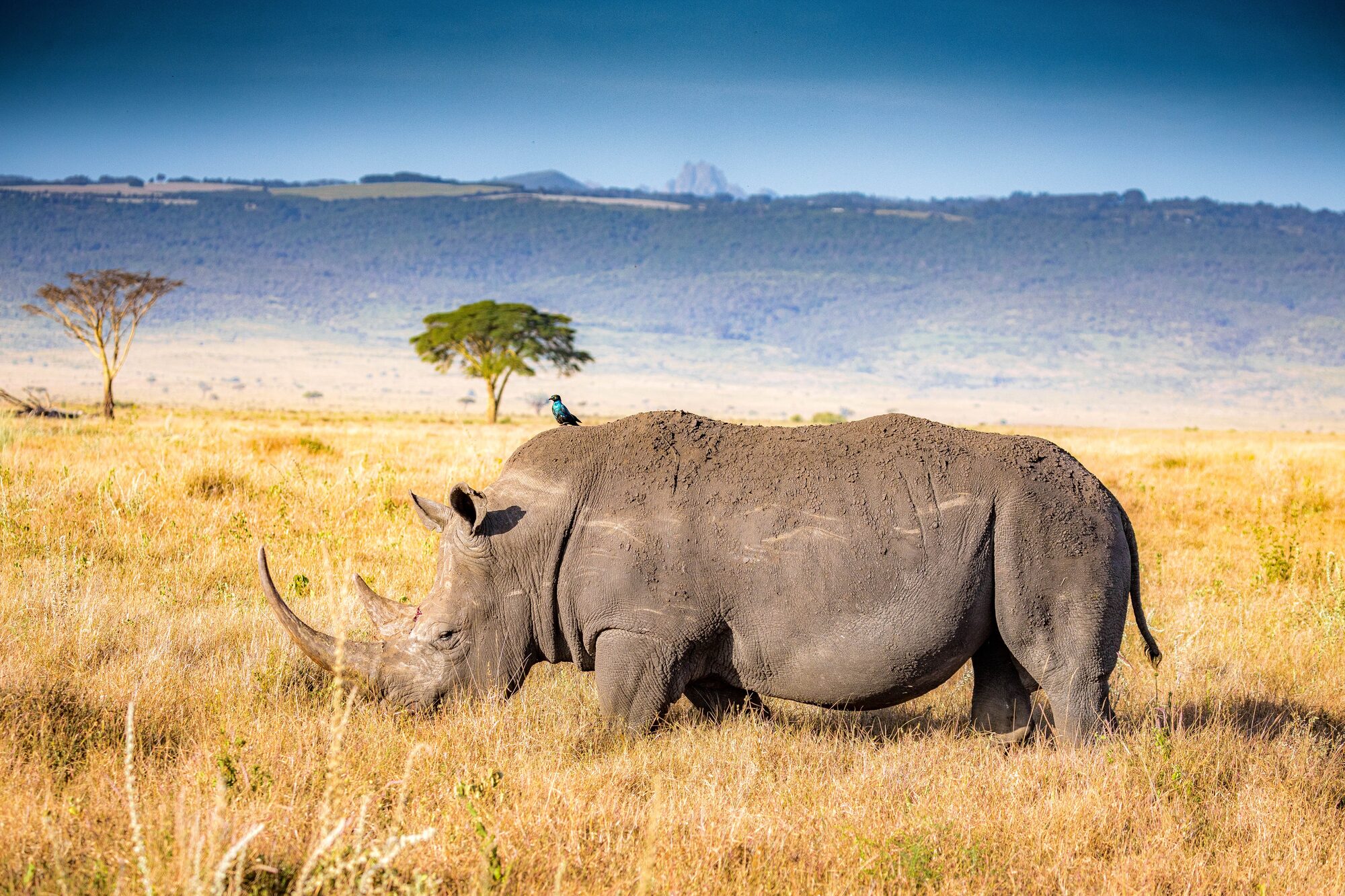 White rhino at Ol Pejeta conservancy