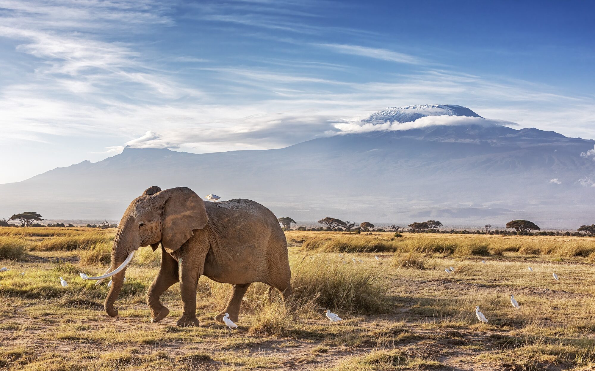 Kilimanjaro seen across Amboseli's plains