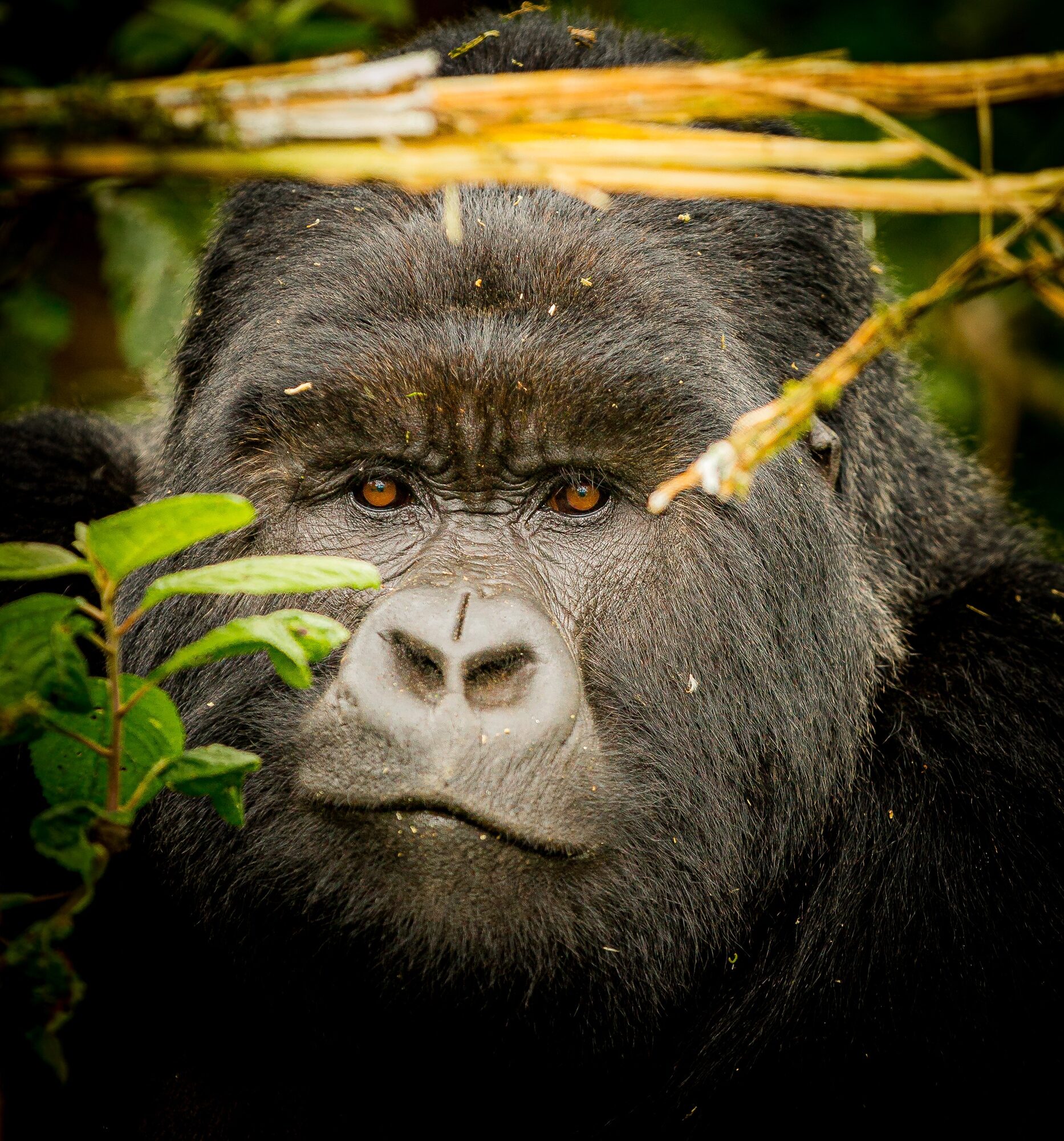 Researcher taking field notes near a gorilla family, Volcanoes NP