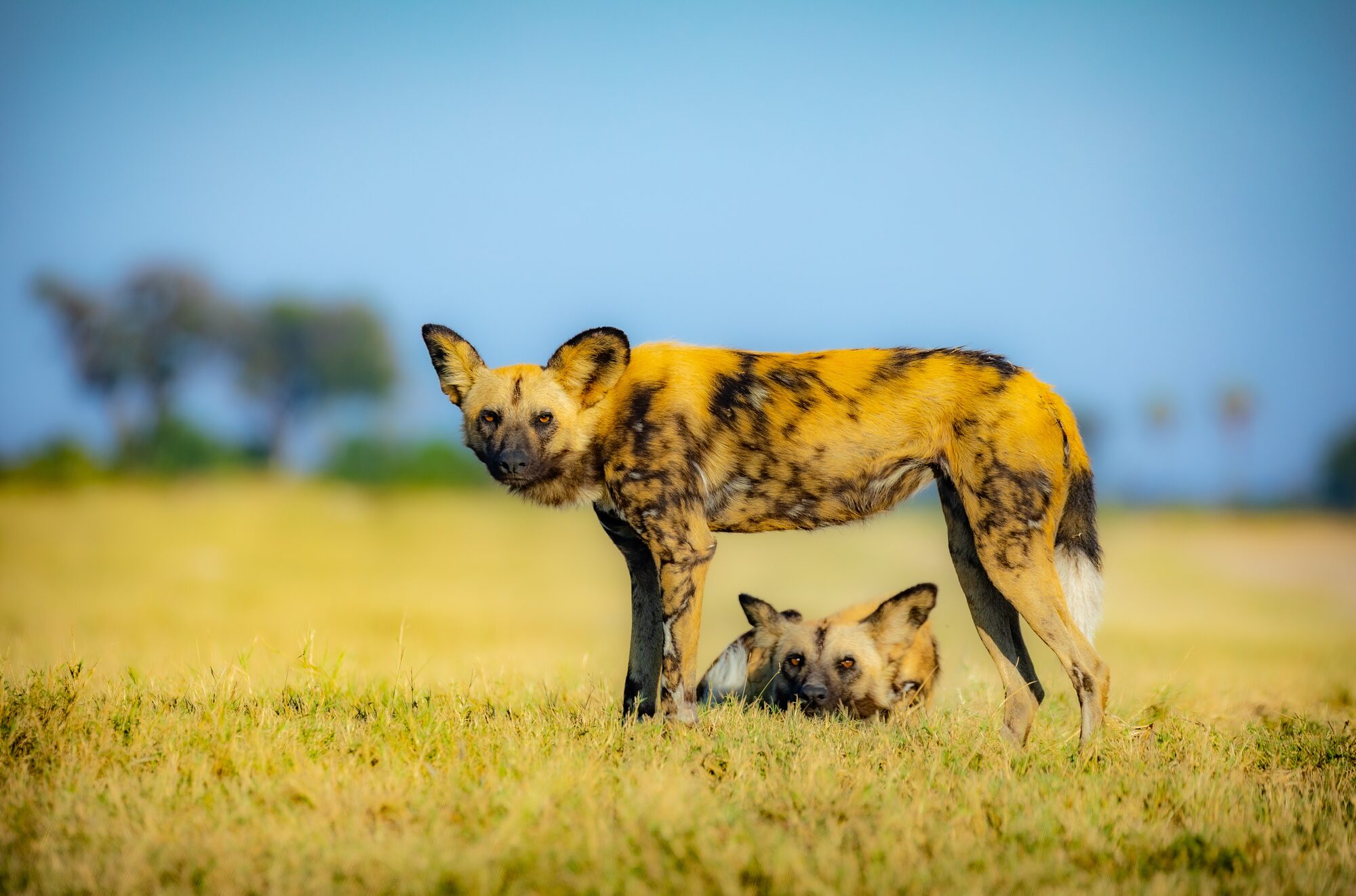 African wild dogs at a den site, researcher's vehicle beyond