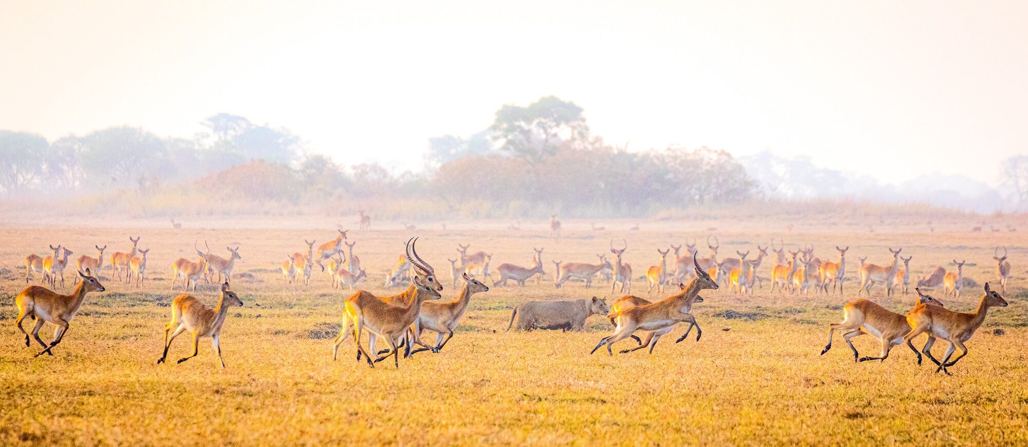Practical advice for an African golf safari