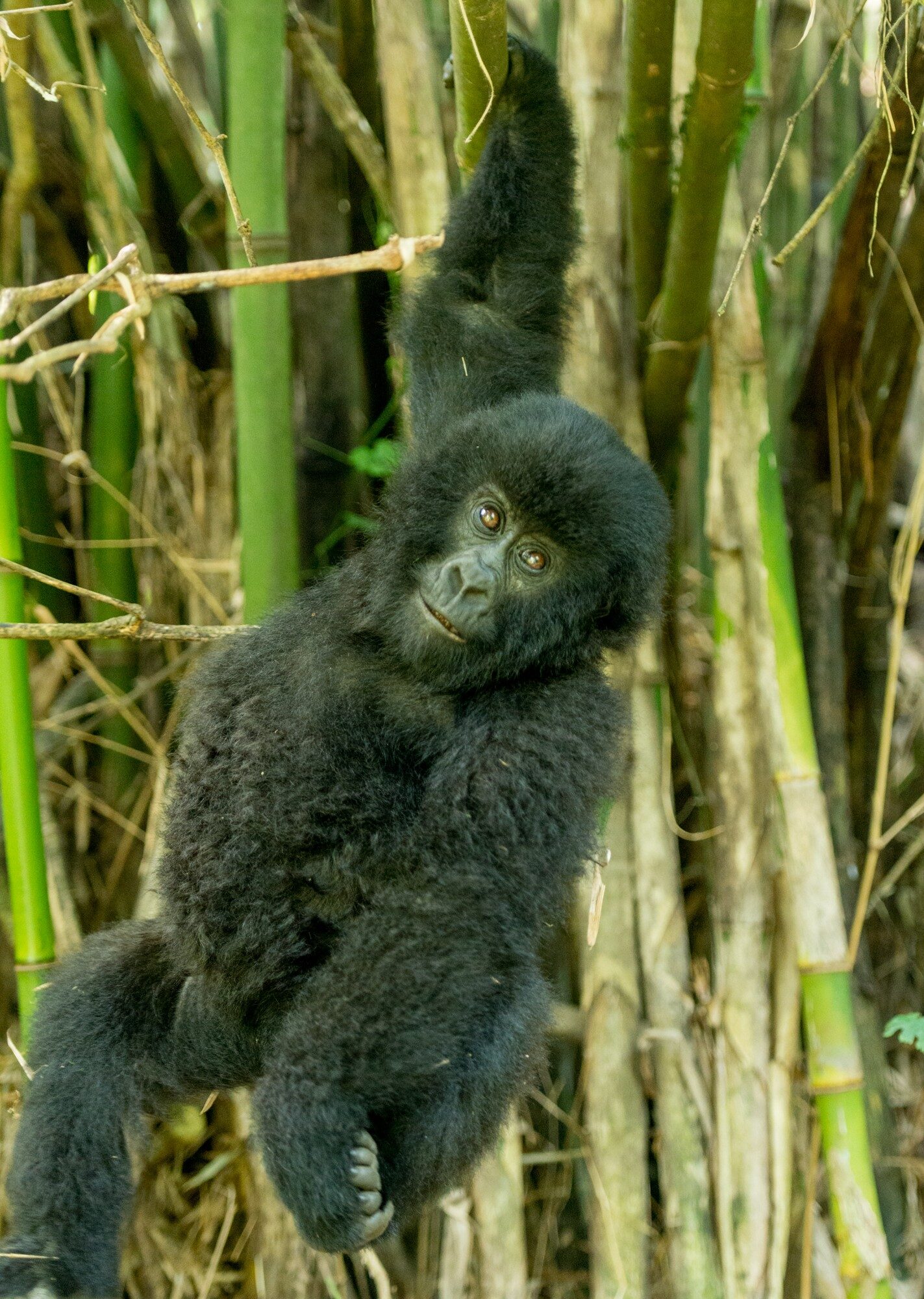 Researcher with mountain gorillas in the Virunga forest