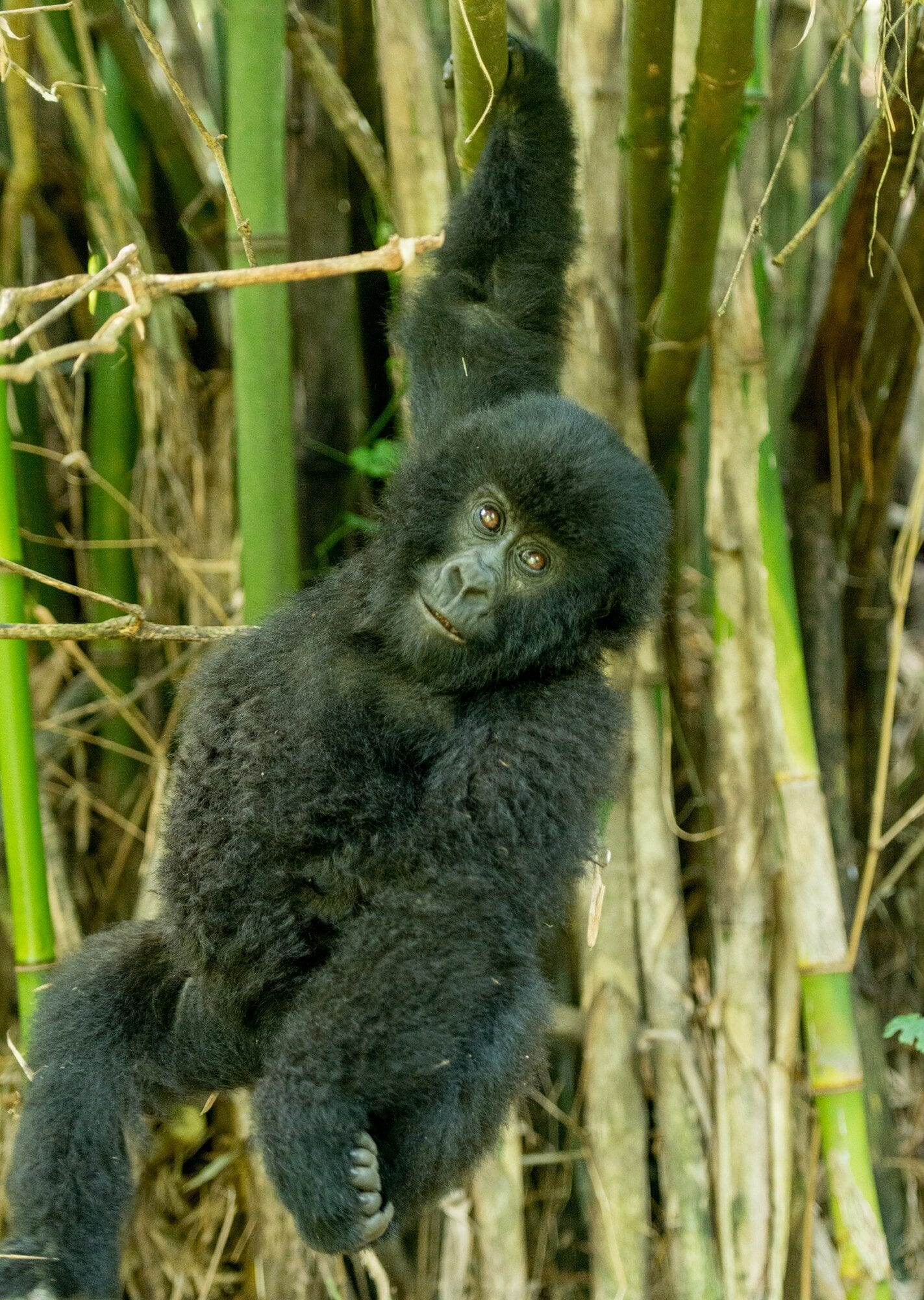 Dian Fossey Gorilla Fund research encounter, Rwanda