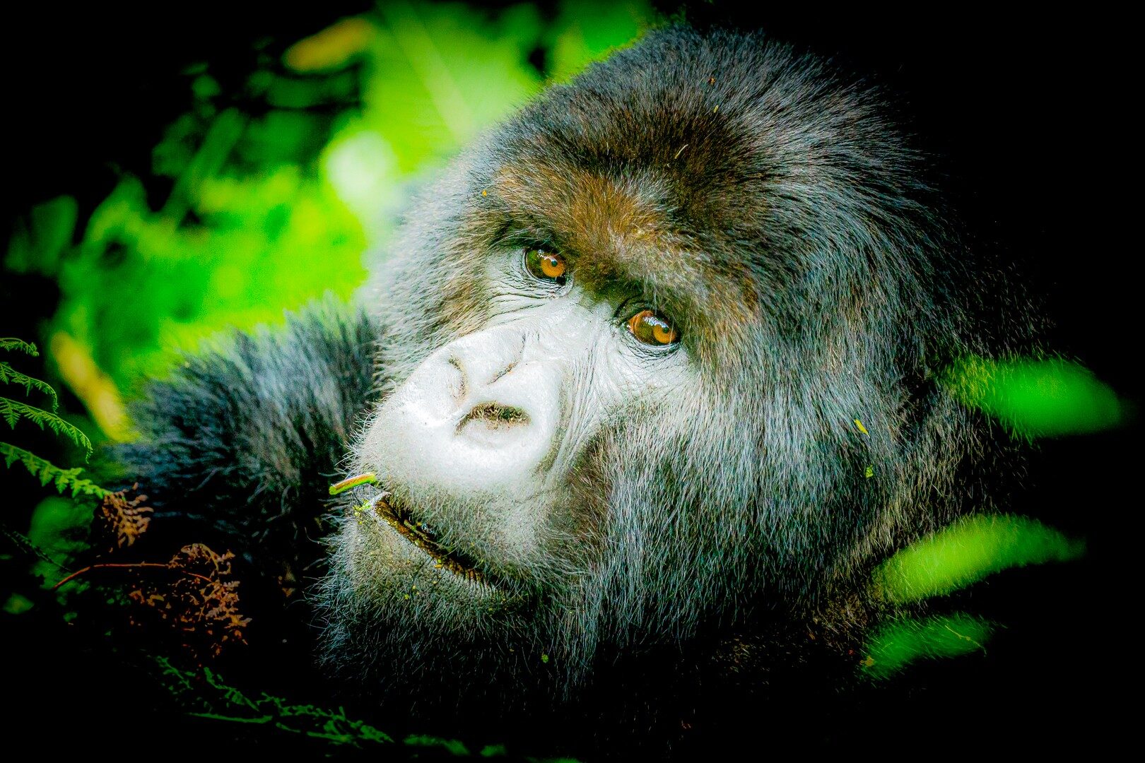 Silverback gorilla in the bamboo, close and calm