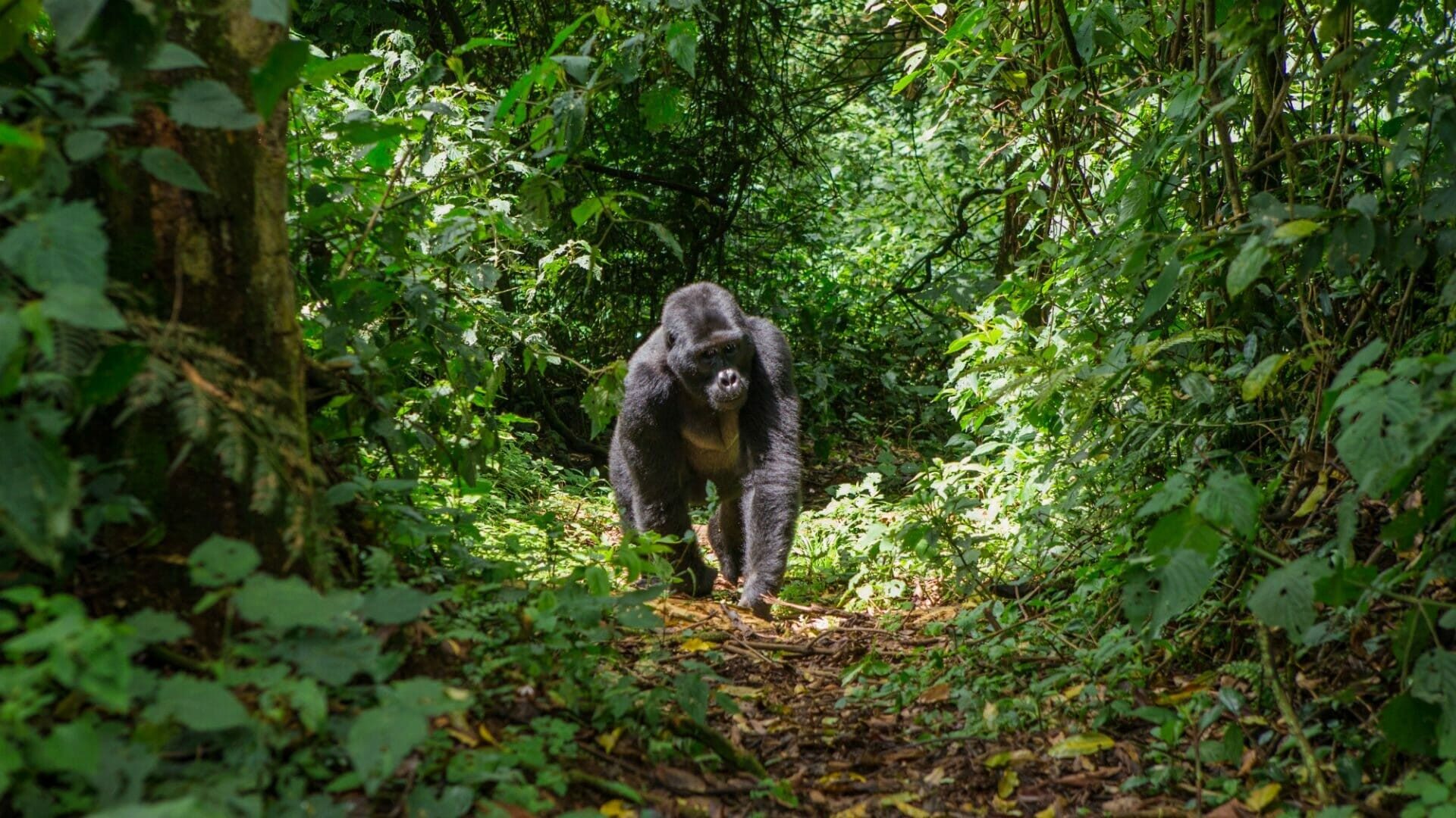 Gorilla family resting in dappled Bwindi light