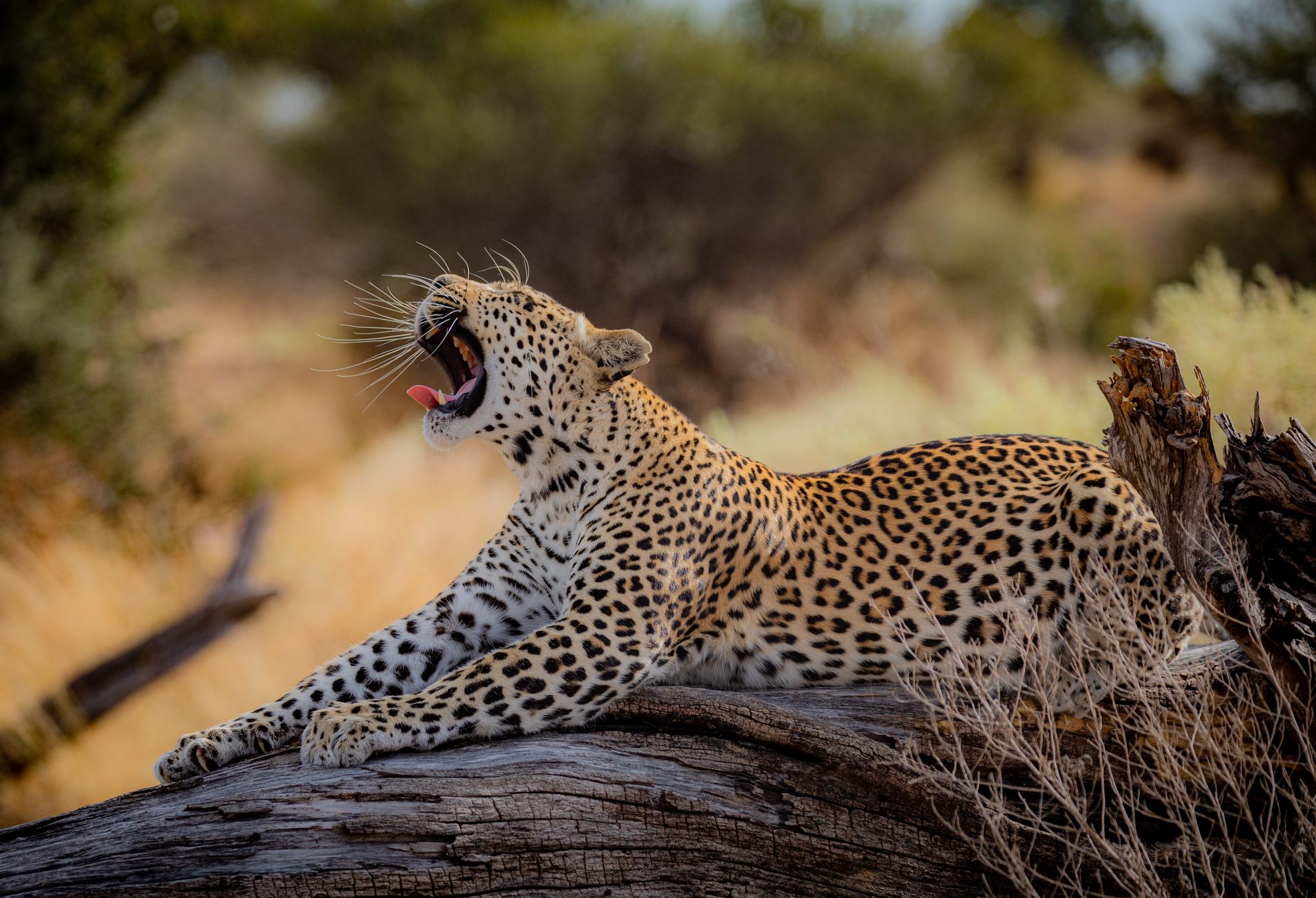Mombo Camp, Okavango Delta — Botswana