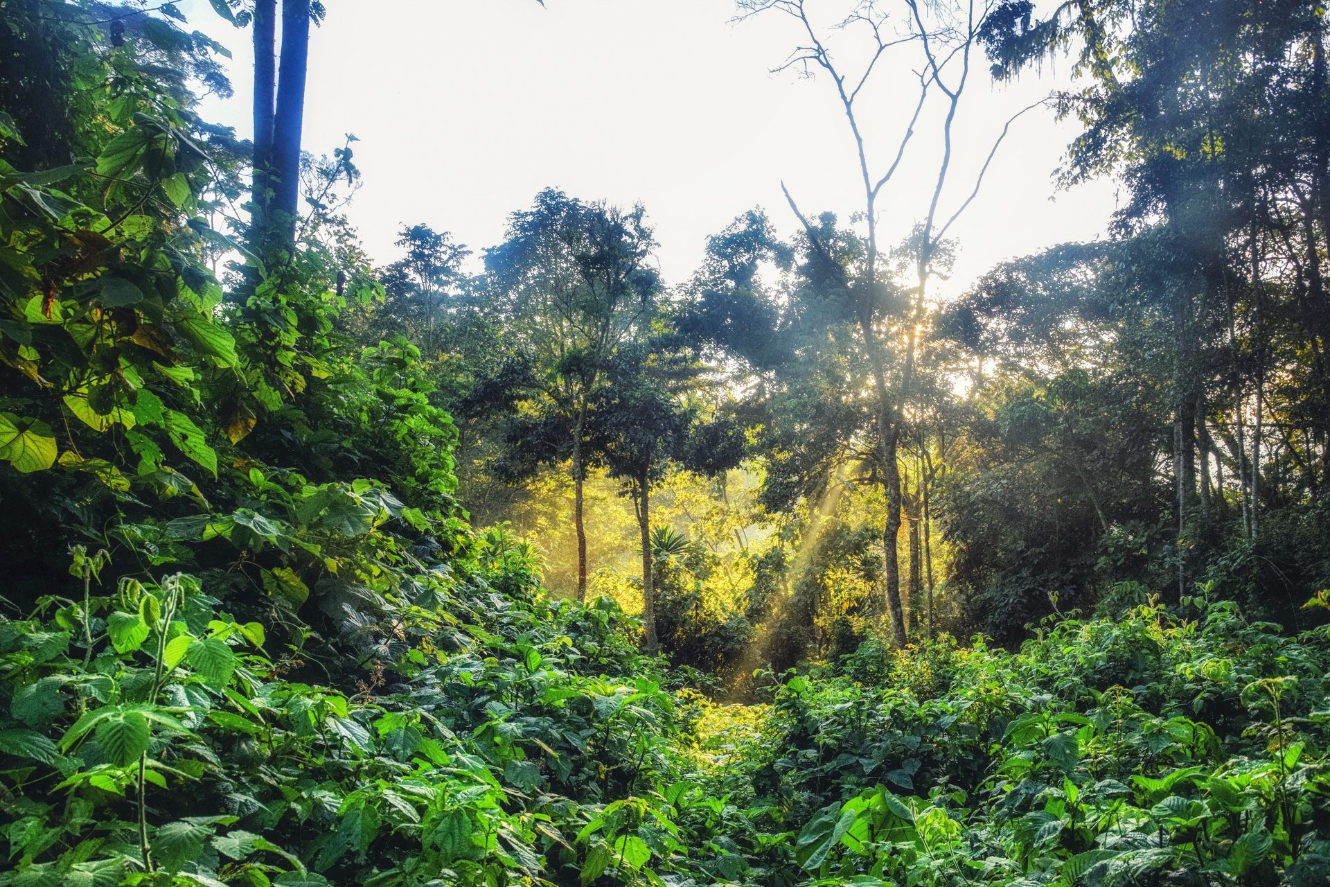 One&Only Nyungwe House, Nyungwe Forest — Rwanda