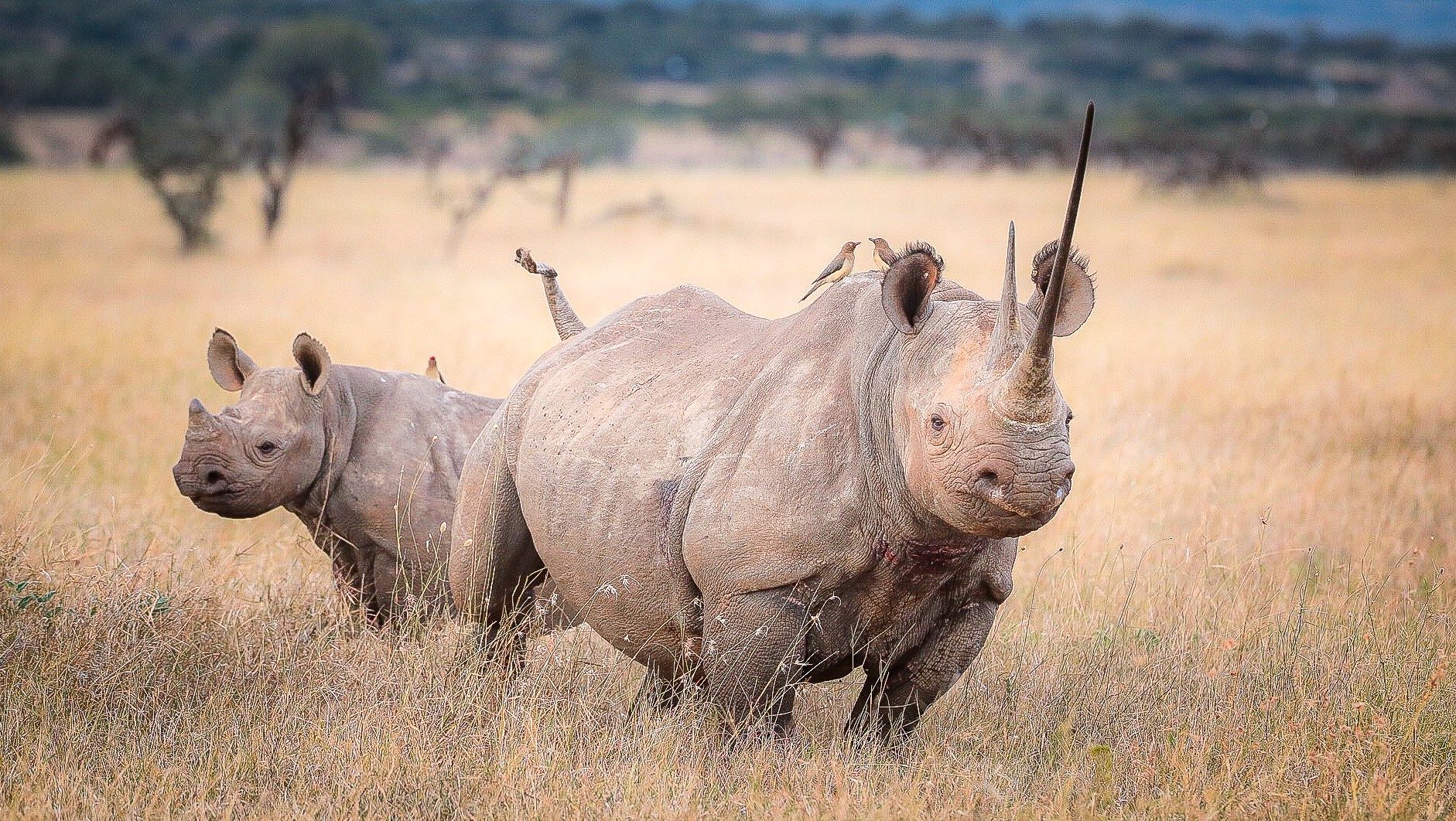 Sirikoi Lodge, Laikipia — Kenya
