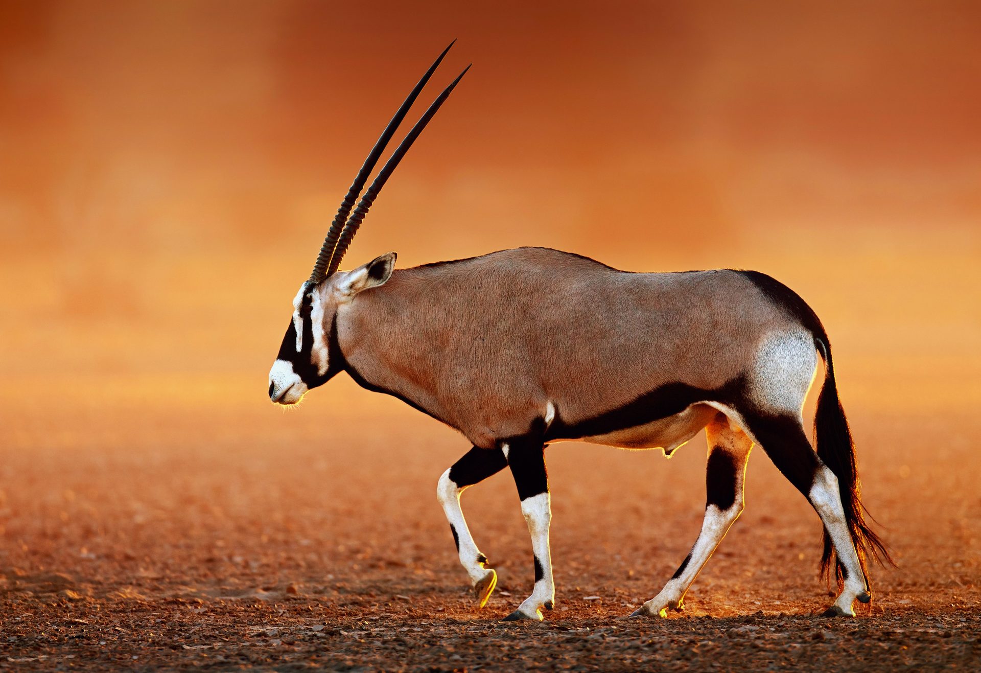 Tswalu Kalahari — The Motse, Kalahari — South Africa
