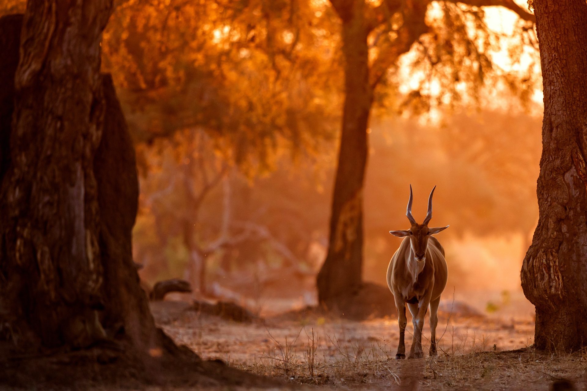 Vundu Camp, Mana Pools — Zimbabwe