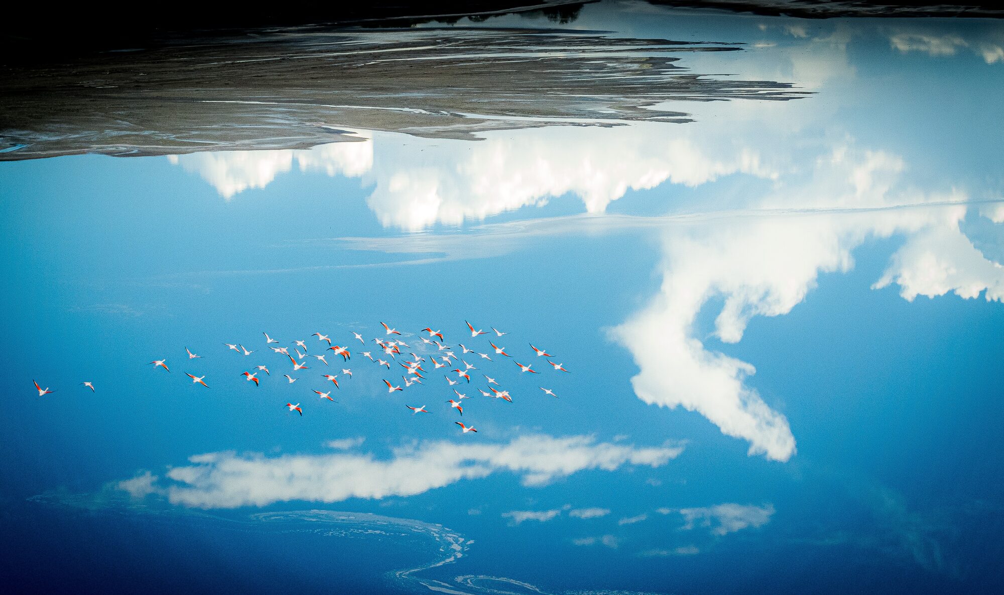 Flamingo gathering on a Kenyan Rift Valley lake