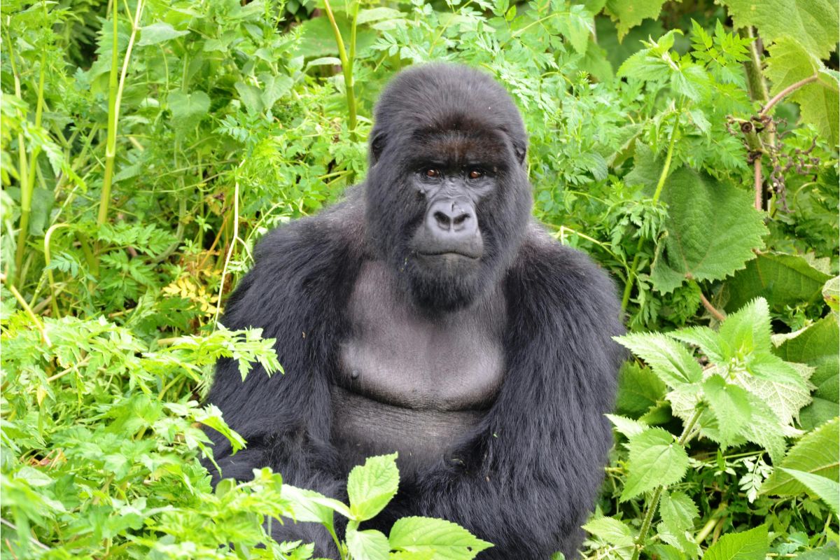 The Greatest Africa — Cape Town to the gorillas golf safari