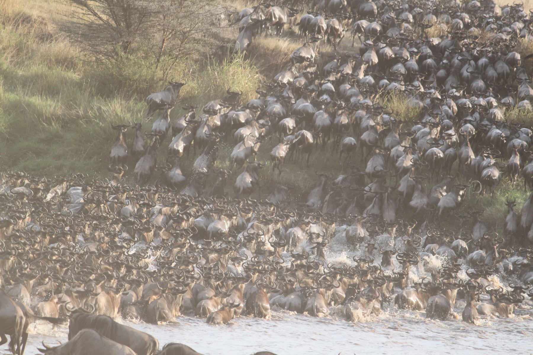 Maasai Mara private conservancy safari