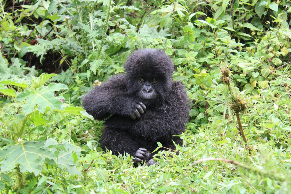 Mountain gorilla trek Volcanoes National Park
